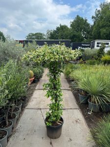 Jaśmin gwiaździsty - Trachelospermum jasminoides - Forma parasolowa - 200 cm