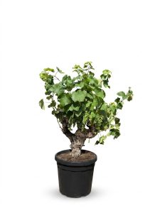 Winorośl na pniu - Vitis vinifera - 40 lat - 120 cm