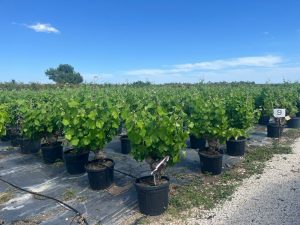 Winorośl na pniu - Vitis vinifera - 40 lat - 120 cm