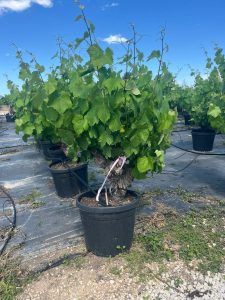 Winorośl na pniu - Vitis vinifera - 40 lat - 120 cm