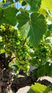 Winorośl na pniu - Vitis vinifera - 40 lat - 120 cm