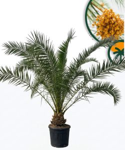 Palma - Phoenix canariensis XL - 300 cm