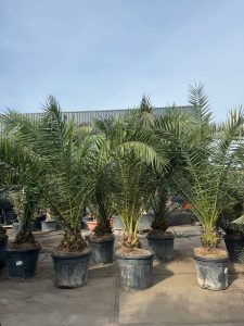 Palma - Phoenix canariensis XL - 300 cm