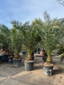 Palma - Phoenix canariensis XL - 300 cm