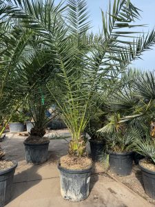 Palma - Phoenix canariensis XL - 300 cm