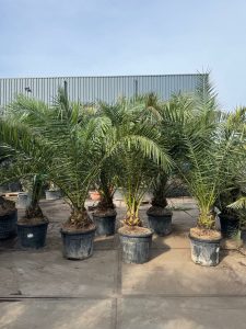 Palma - Phoenix canariensis XL - 300 cm
