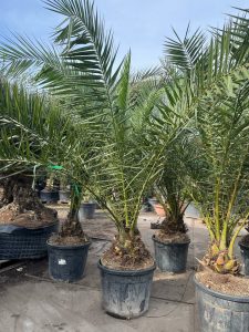 Palma - Phoenix canariensis XL - 300 cm