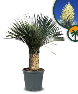 Palma - Yucca rostrata - wysokość pnia 60-70 cm