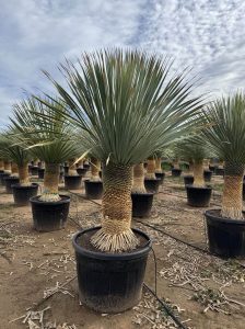 Palma - Yucca rostrata - wysokość pnia 60-70 cm