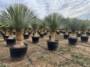 Palma - Yucca rostrata - wysokość pnia 60-70 cm