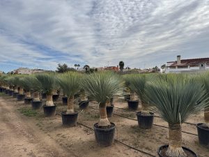 Palma - Yucca rostrata - wysokość pnia 60-70 cm