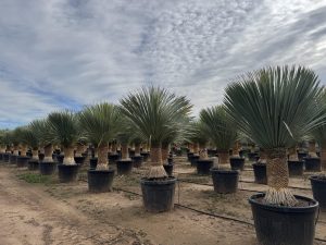 Palma - Yucca rostrata - wysokość pnia 60-70 cm