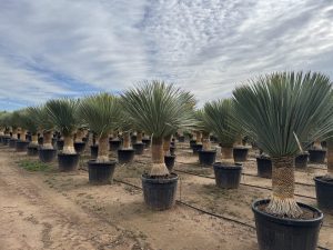Palma - Yucca rostrata - wysokość pnia 60-70 cm