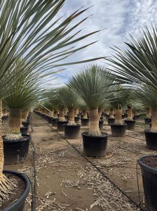 Palma - Yucca rostrata - wysokość pnia 60-70 cm