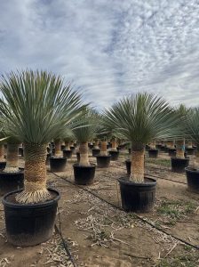 Palma - Yucca rostrata - wysokość pnia 60-70 cm