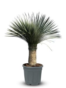 Palma - Yucca rostrata - wysokość pnia 60-70 cm