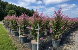Lagerstroemia indica - Lagerstroemia indica - 150 cm - Różowe kwiaty