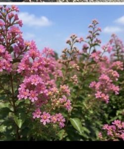 Lagerstroemia indica - Lagerstroemia indica - 150 cm - Różowe kwiaty