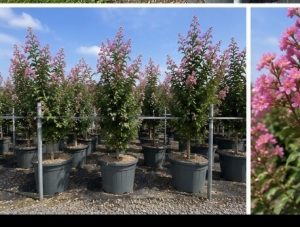 Lagerstroemia indica - Lagerstroemia indica - 150 cm - Różowe kwiaty