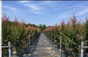 Lagerstroemia indica - Lagerstroemia indica - 150 cm - Różowe kwiaty