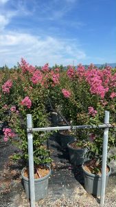 Lagerstroemia indica - Lagerstroemia indica - 150 cm - Różowe kwiaty