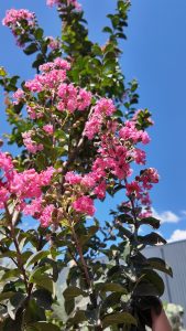 Lagerstroemia indica - Lagerstroemia indica - 150 cm - Różowe kwiaty