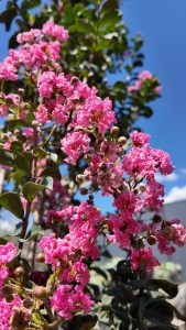 Lagerstroemia indica - Lagerstroemia indica - 150 cm - Różowe kwiaty