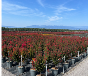 Lagerstroemia indica - Lagerstroemia indica - 150 cm - Czerwone kwiaty