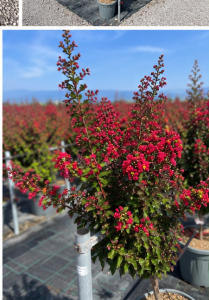 Lagerstroemia indica - Lagerstroemia indica - 150 cm - Czerwone kwiaty