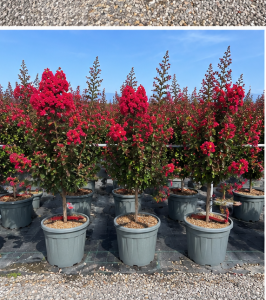 Lagerstroemia indica - Lagerstroemia indica - 150 cm - Czerwone kwiaty