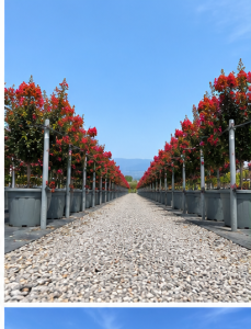 Lagerstroemia indica - Lagerstroemia indica - 150 cm - Czerwone kwiaty