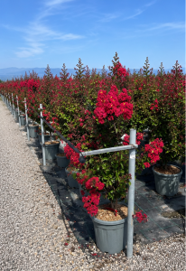 Lagerstroemia indica - Lagerstroemia indica - 150 cm - Czerwone kwiaty