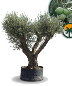 Drzewko oliwne Pom-Pon XXL - Olea europaea - 240 cm