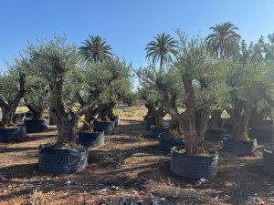 Drzewko oliwne Pom-Pon XXL - Olea europaea - 240 cm