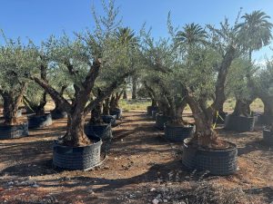Drzewko oliwne Pom-Pon XXL - Olea europaea - 240 cm