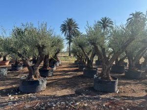 Drzewko oliwne Pom-Pon XXL - Olea europaea - 240 cm