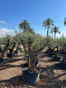 Drzewko oliwne Pom-Pon XXL - Olea europaea - 240 cm