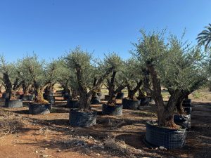 Drzewko oliwne Pom-Pon XXL - Olea europaea - 240 cm