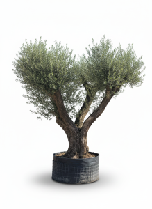 Drzewko oliwne Pom-Pon XXL - Olea europaea - 240 cm
